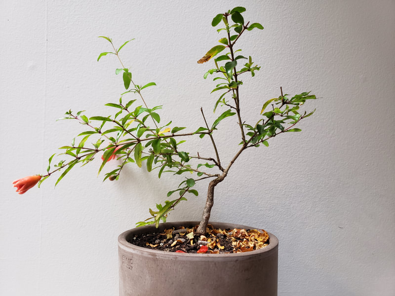 Dwarf Pomegranate bonsai update December 2020 - Happy ...